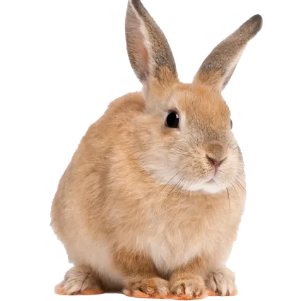 兔子