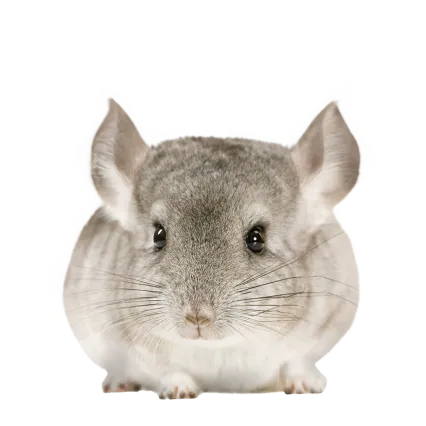 龍貓